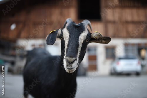 stalla capra mucca vitellino pecora allevamento fattoria photo