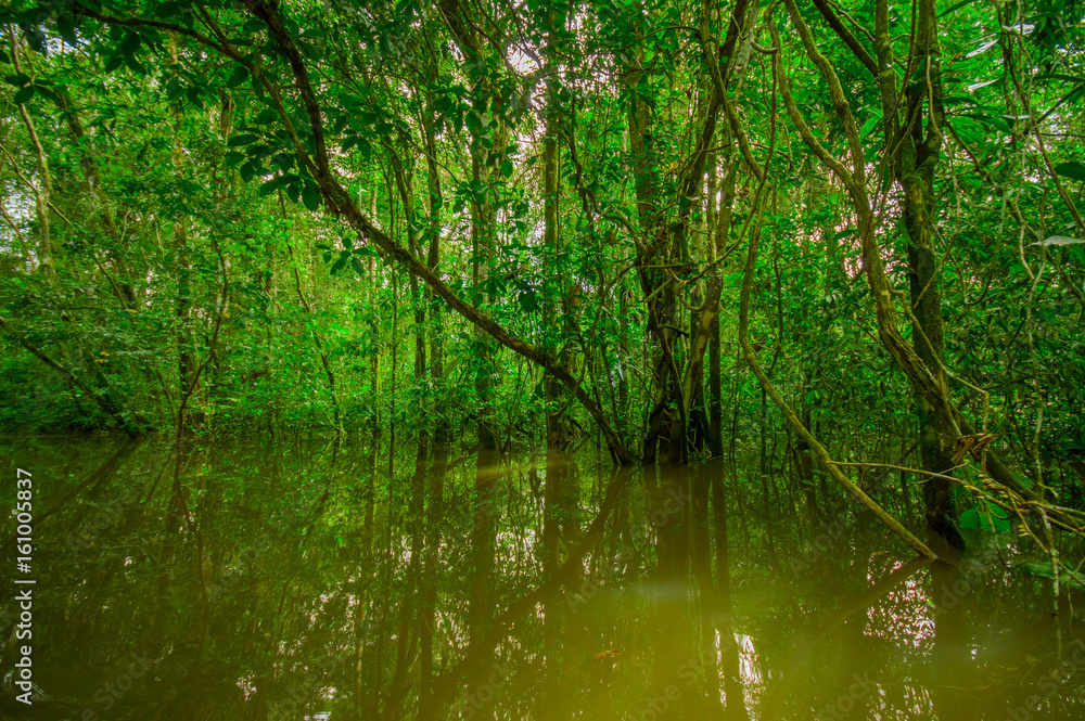 Dense vegetation on Cuyabeno river inside of the amazon rainforest in Cuyabeno Wildlife Reserve National Park, South America Ecuador