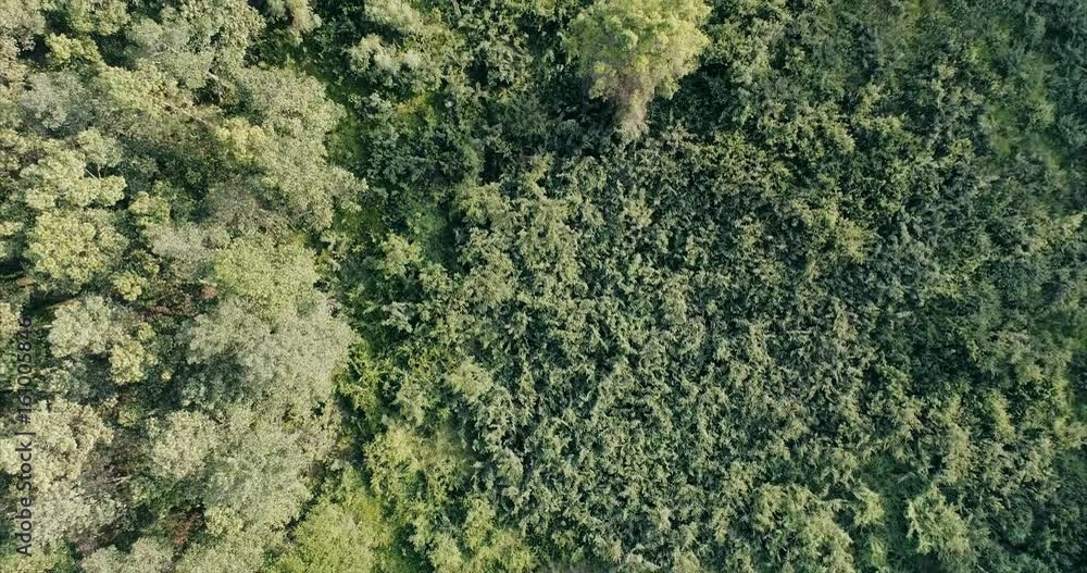Aerial view rainforest of thailand. Aerial view rainforest of thailand.