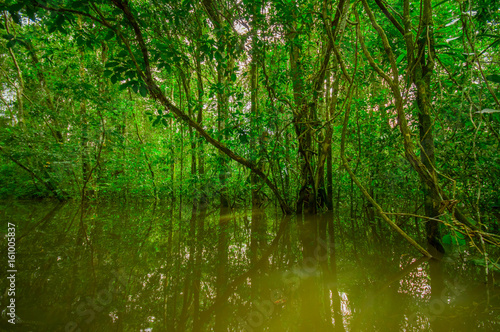 Dense vegetation on Cuyabeno river inside of the amazon rainforest in Cuyabeno Wildlife Reserve National Park, South America Ecuador