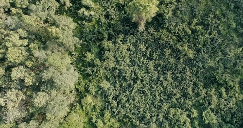 Wallpaper Mural Aerial view rainforest of thailand. Torontodigital.ca