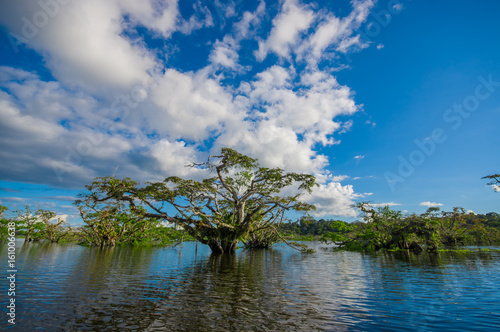 Water trees found in tropical and subtropical tidal areas  Cuyabeno Wildlife Reserve National Park  in Ecuador  in a sunny day