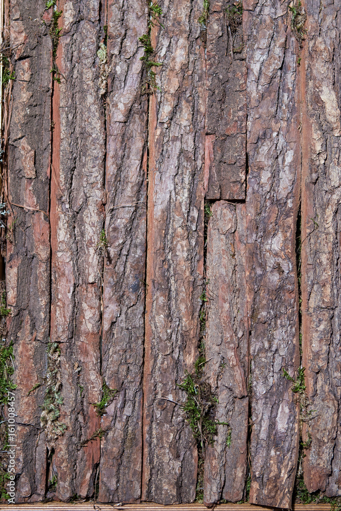 Fototapeta premium Old Wood Tree Texture Background Pattern