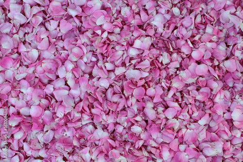 Background of rose petals. Many pink rose petals are densely poured on the background