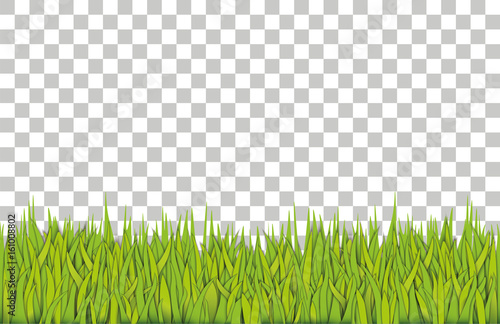 Green grass Border. Vector illustration