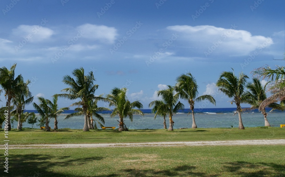 A row of young coconut trees line up along the shores of a beach in Songsong Village, Rota, Northern Mariana Islands.