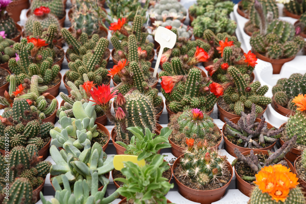piante grasse fiorista fioraio vendita piante Stock Photo | Adobe Stock