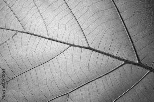 Black and white leaf texture pattern for background