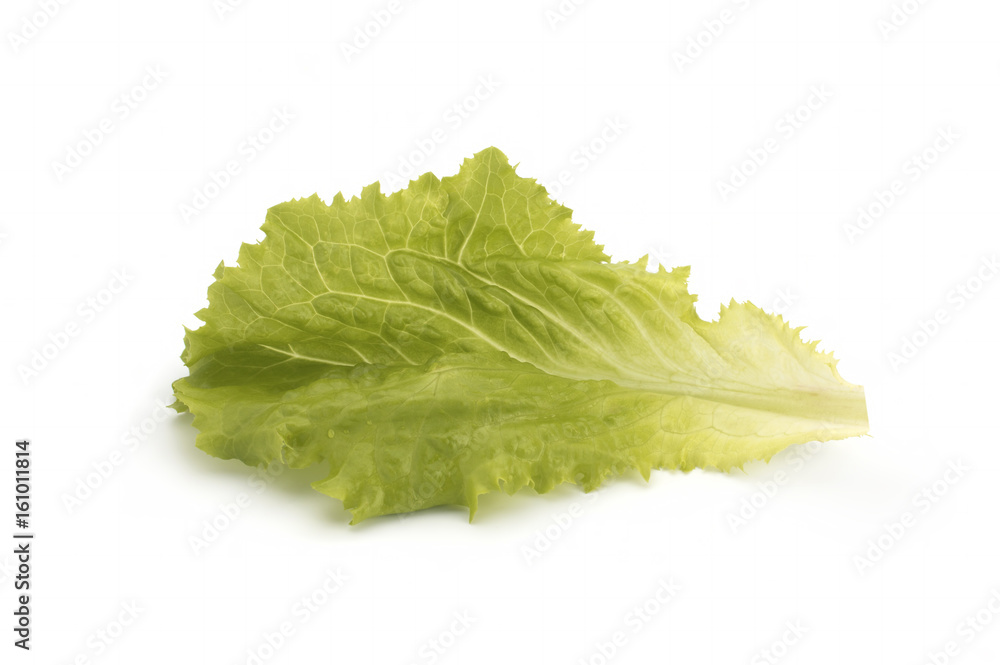 fresh green lettuce salad leaves isolated on white background fresh green lettuce salad leaves isolated on white background