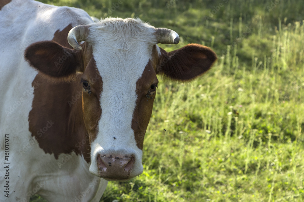 A cow with brown and white wool grazes on a green meadow A cow with brown and white wool grazes on a green meadow