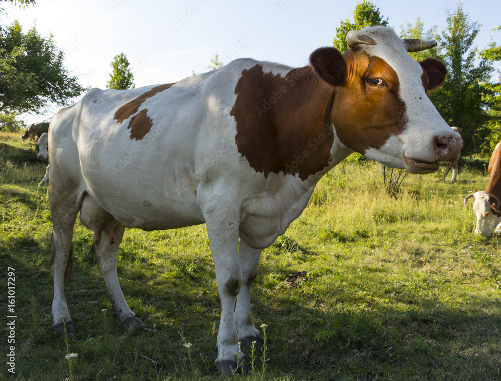 A cow with brown and white wool grazes on a green meadow A cow with brown and white wool grazes on a green meadow