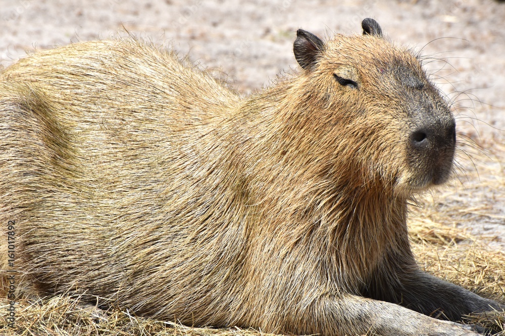The Capybara (Hydrochoerus hydrochaeris), native to South America is the largest rodent in the world The Capybara (Hydrochoerus hydrochaeris), native to South America is the largest rodent in the world