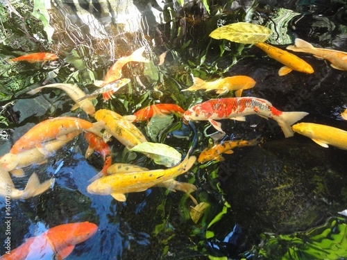 colorful koi fish swimming in a pond A hodge podge of colorful koi fish swimming in a pond photo