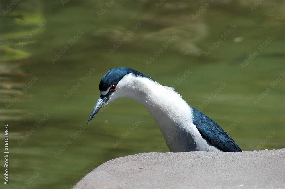 Black-Crowned Night Heron looking for a meal