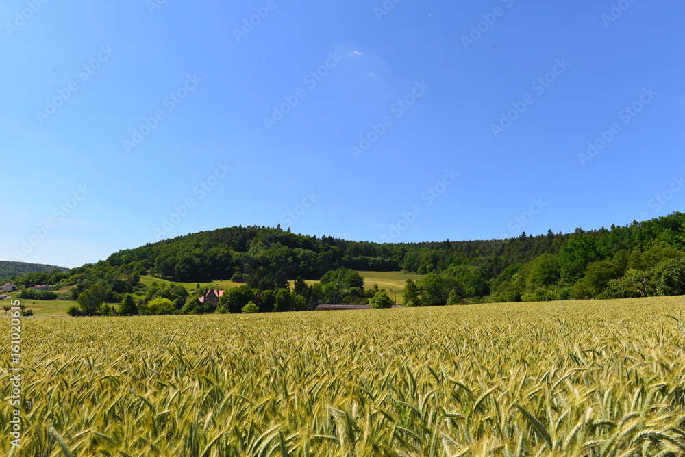 Weizenfeld in Breuberg Odenwaldkreis Südhessen