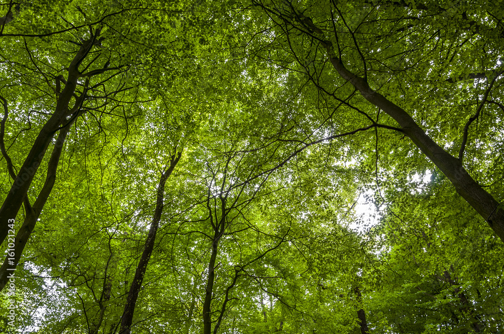 Tree tops Tree tops