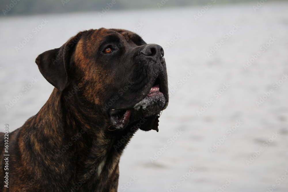 portrait de chien cane corso sur fond marin portrait de chien cane corso sur fond marin
