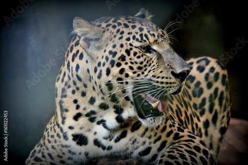 Close up of leopard’s head with mouth open Side view, close up of a leopard’s head, with fangs showing 