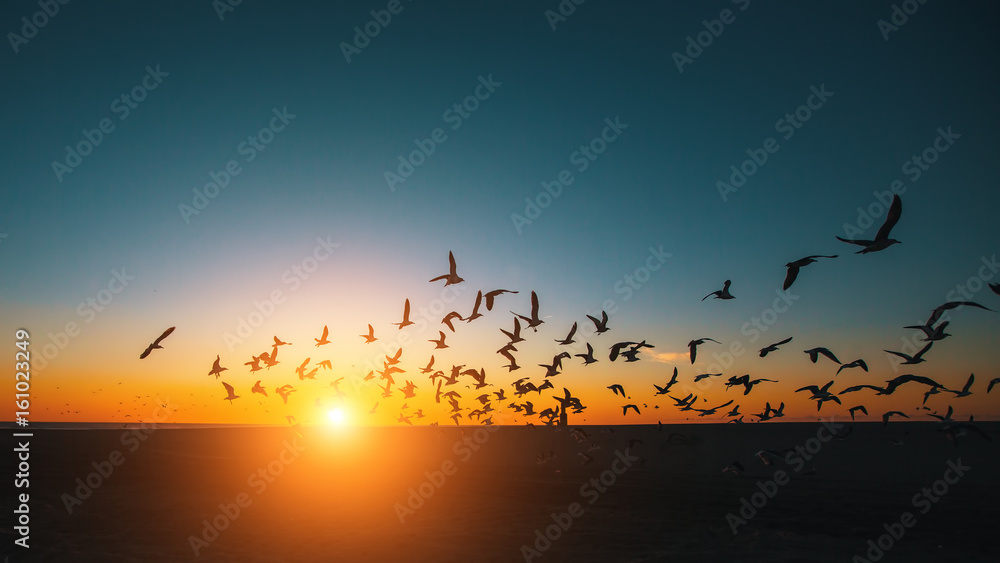 Naklejka premium Sylwetki stado mew nad morzem podczas niesamowity zachód słońca.
