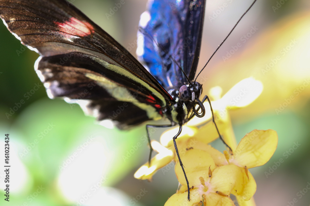 Obraz premium Blue and Black Butterfly