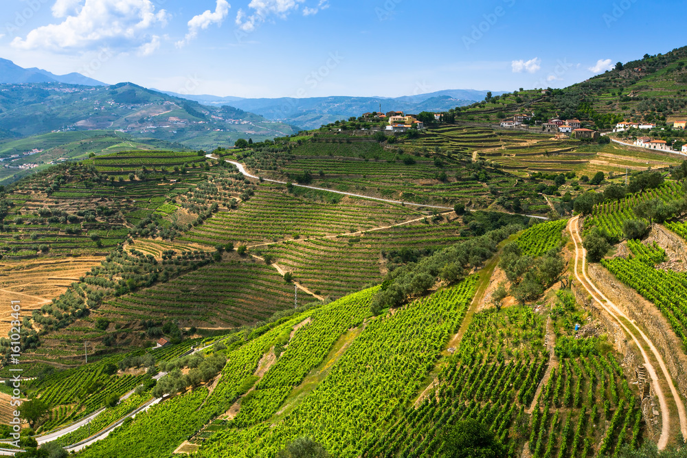 Top view of the vineyards are on a hills. Douro Valley, Portugal. .