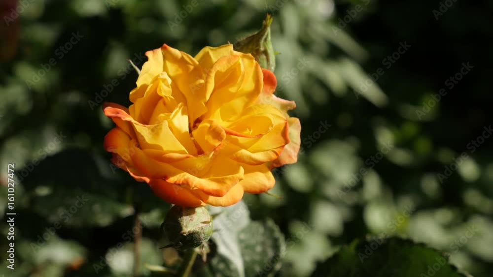 Decorative woody perennial plant of the genus Rosa 4K 2160p 30fps UltraHD footage - Orange garden Rose flower blossom close-up 3840X2160 UHD video Decorative woody perennial plant of the genus Rosa 4K 2160p 30fps UltraHD footage - Orange garden Rose flower blossom close-up 3840X2160 UHD video