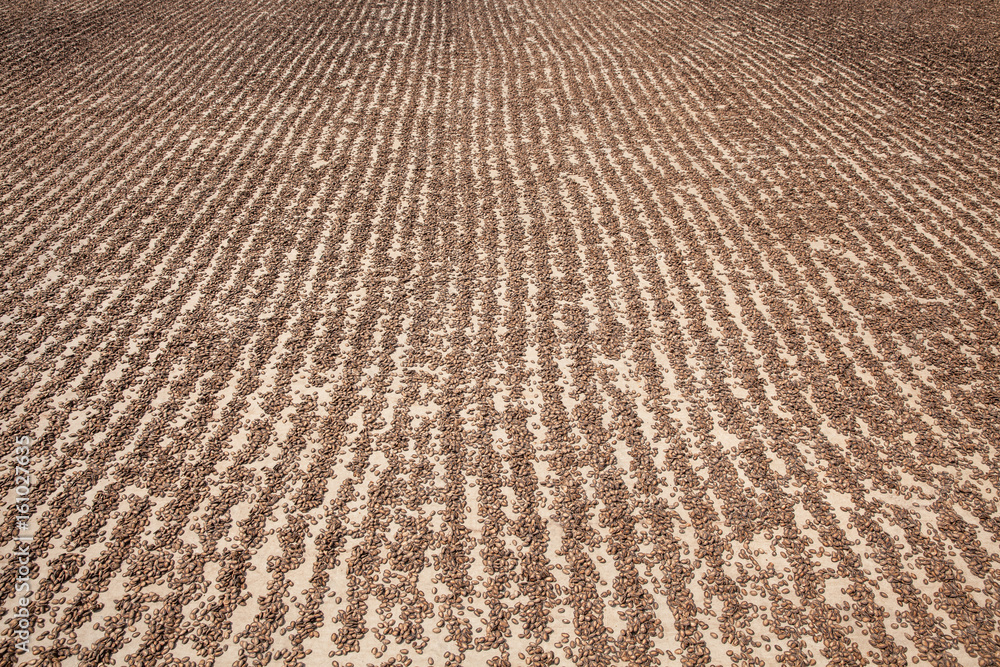 Fototapeta premium Watermelon seeds drying in sun