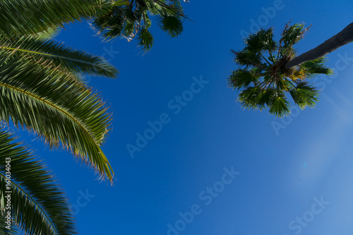 Exotic tropical palm tree on darlk blue sky background
