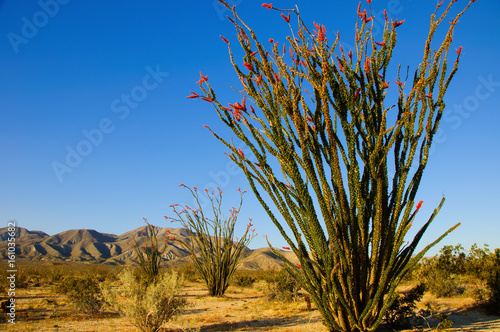 Spring bloom of ocotillo wildflowers and Cactus in the California Desert photo