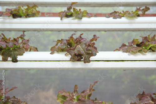 Hydroponic vegetable planting, growing without soil photo