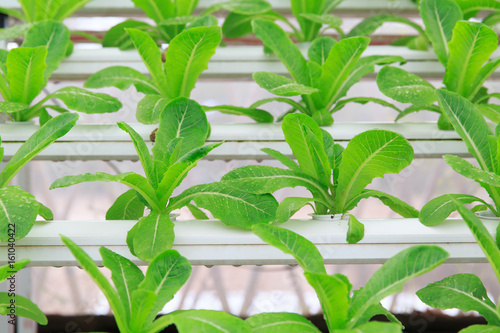 Hydroponic vegetable planting, growing without soil