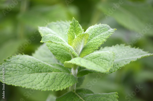 Mint leaf in outdoor garden