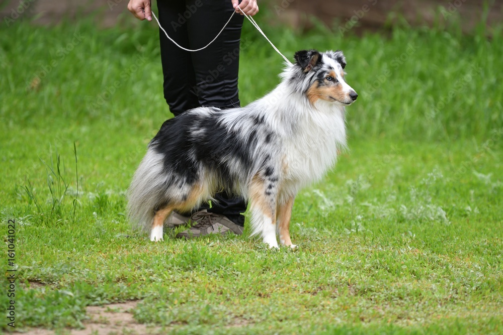 Dog breeds of shelties