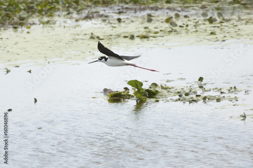 Black necked stilt flying over a swamp in Christmas, Florida. © duke2015