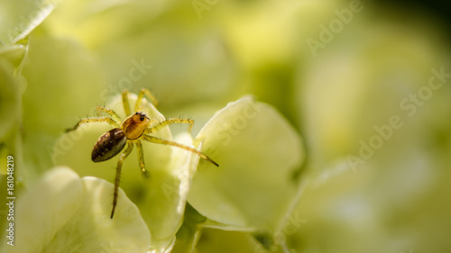Small spider sitting on the flower buds