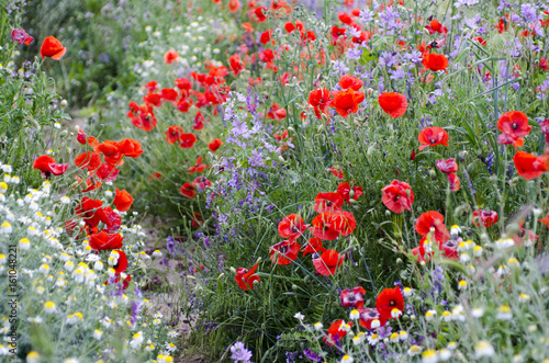 CAMPOS DE FLORES PRIMAVERA