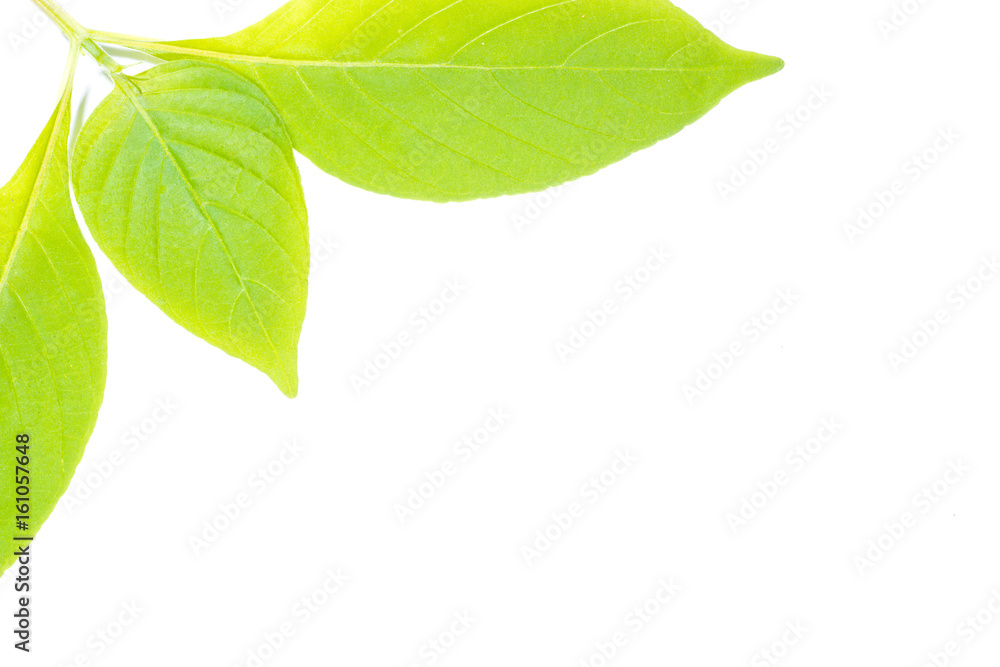 Fototapeta premium Green leaf isolated on white background