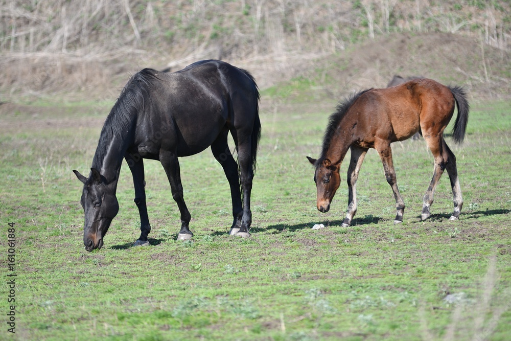 Horses at the farm Horses at the farm
