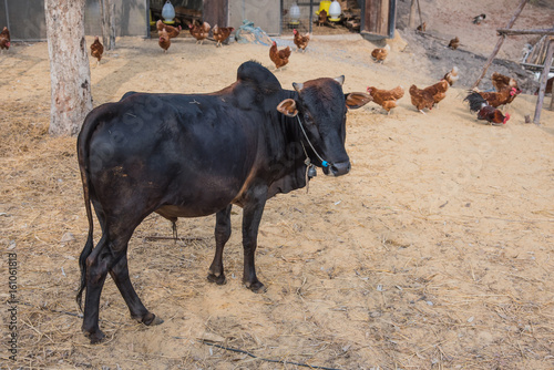 Black Cow in thai organic farm