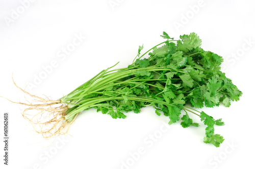 fresh green cilantro isolated on white background © nd700