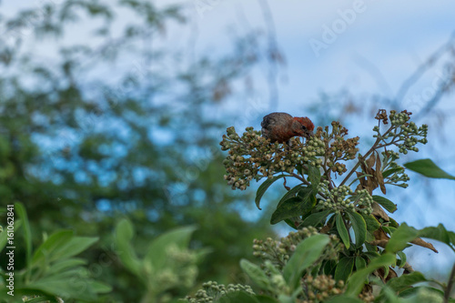 Foraging dinner