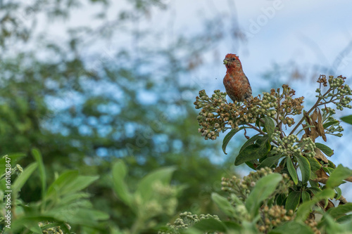 Bird on a bush