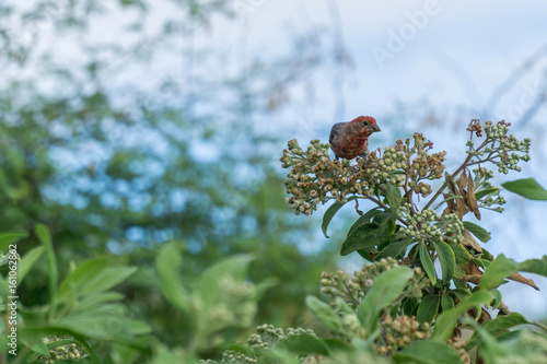 Bird in a Tree