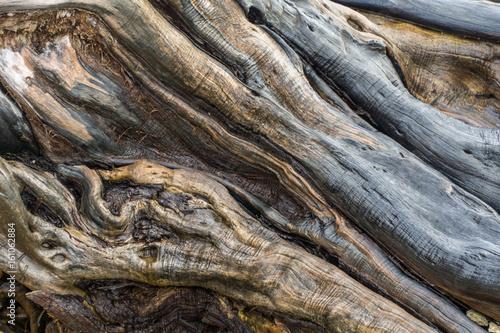 Driftwood caught on the reef