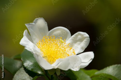 Fried Egg Tree or  Oncoba spinosa Forssk. photo