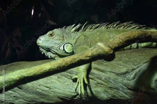 Green iguana - Iguana iguana. Detailed animal portrait. Beauty in nature. Herbivorous species of lizard.