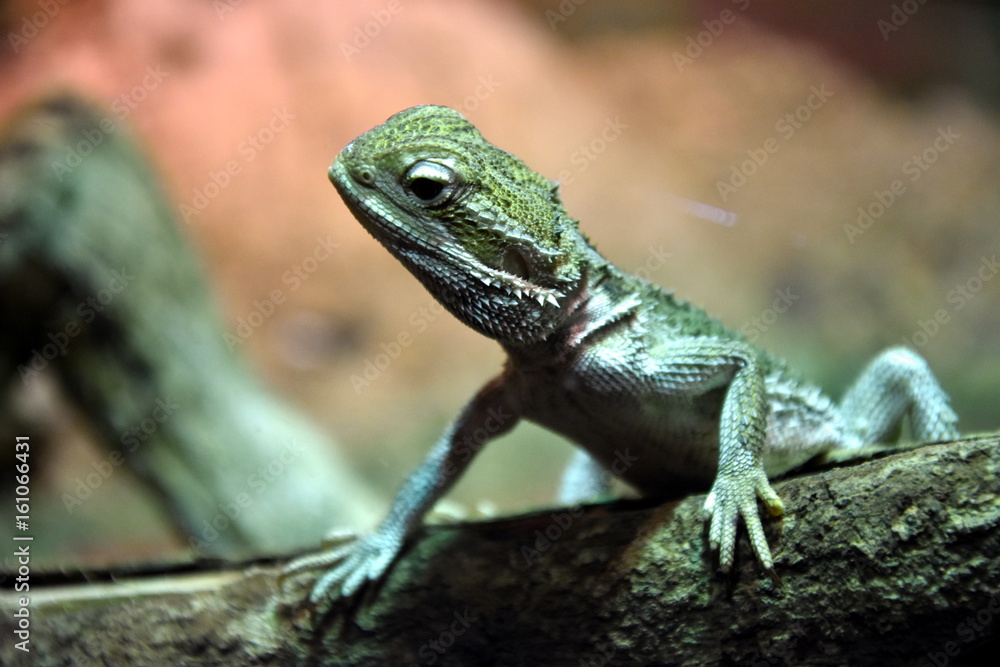 Green forest lizard sitting on a tree. Wild lizard green. Green forest lizard sitting on a tree. Wild lizard green.