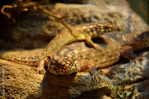 Brown lizards lying on a rock in a terrarium.