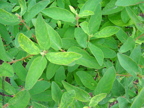 Wallpaper Mural Background of lush greenery Torontodigital.ca