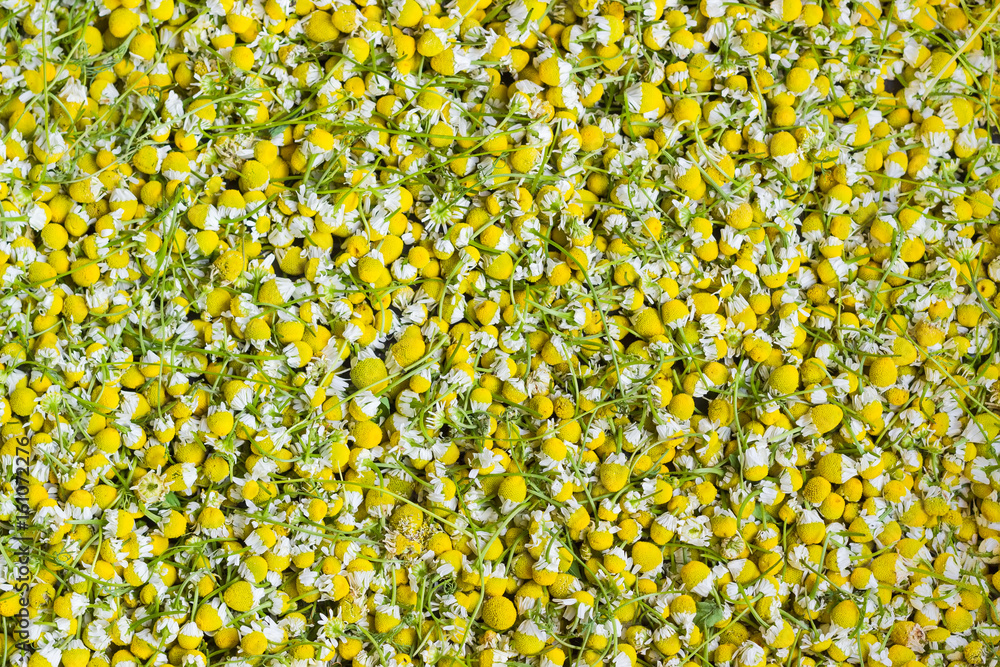 Background of the chamomile flowers during drying Background of the chamomile flowers during drying